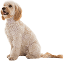 Cockapoo
