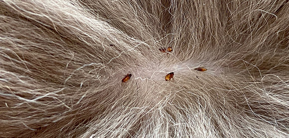 Dog fleas