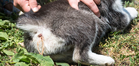 Parasites in dogs