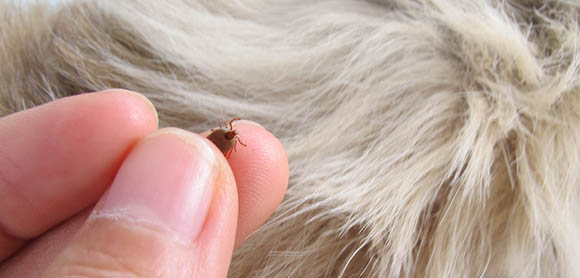 Parasites in dogs