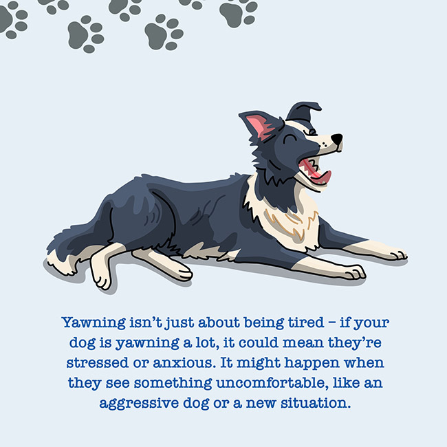 Yawning isn't just about being tired - if your dog is yawning a lot, it could mean they're stressed or anxious. It might happen when they see something uncomfortable, like an aggressive dog or a new situation.