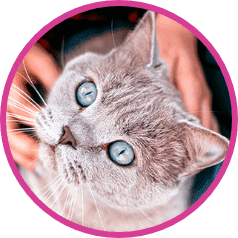 russian blue cat looking up.