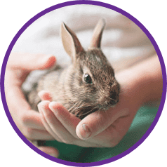 A small rabbit being held gently in two hands.