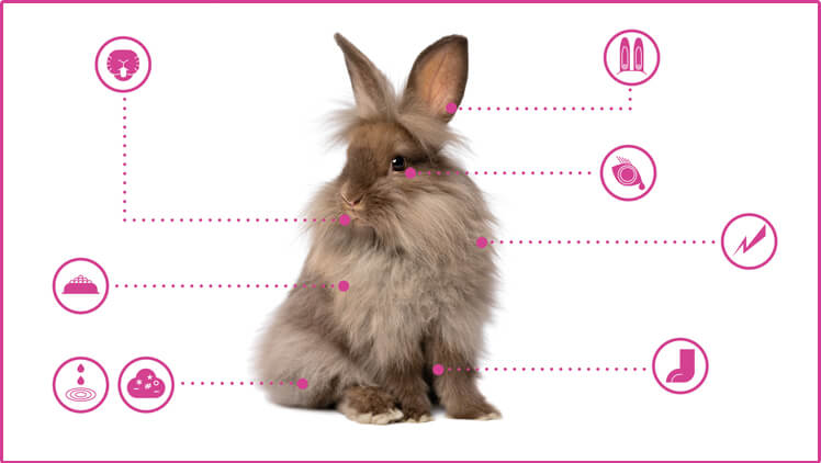 Open Petplan's pet guide on keeping a healthy rabbit